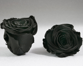 Ef Mini Roses Black Bla-01 ***out Of Stock (use 81043  2.5" Size 6/bx)