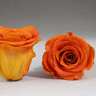 Ef Mini Roses Sunset Bic-01
