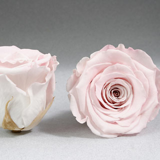 Preserved Rose Amor XS Roseheads 1"