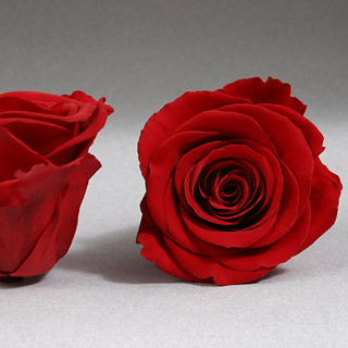 Ef Mini Roses Red Red-02 **