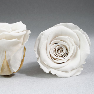 Ef Mini Roses White  Whi-04 