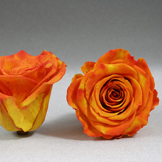 Ef Mini Roses Yellow Orange Bic-03