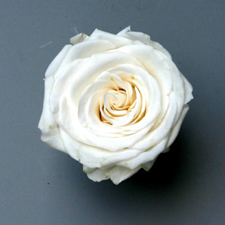 Ef Mini Roses Paper White Whi-01 