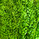 Ruscus spring green