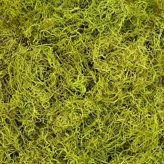 Spanish Moss Chartreuse ***out Of Stock***