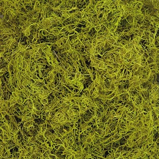 Spanish Moss Chartreuse Bulk