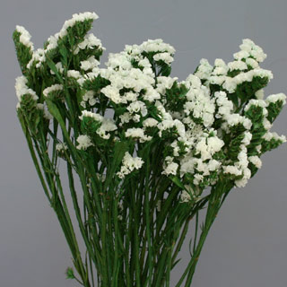 Statice Sinuata White Air-dried ***out Of Stock***