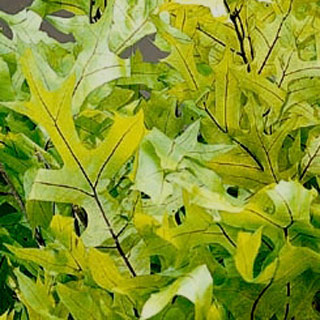 Transparent Oak Chartreuse 