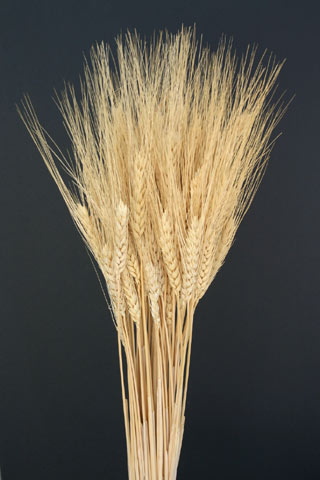 WHEAT NATURAL ***OUT OF STOCK***
