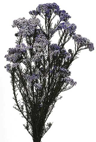 Riceflowers Purple ***out Of Stock***