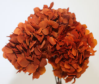 Hydrangea Supersoft Rust ***out Of Stock  No Crop 2022***