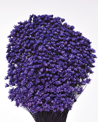 Star Flowers Purple 