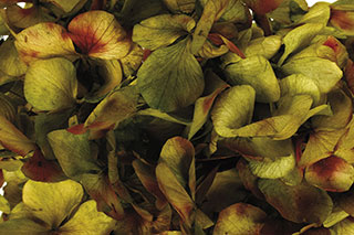 Hydrangea Supersoft Bicolor Green ***out Of Stock***