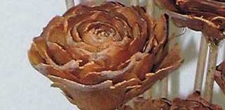 Cedar Roses Bulk