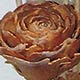 Cedar roses picked