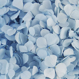 Hydrangea Supersoft Sky Blue ***out Of Stock***
