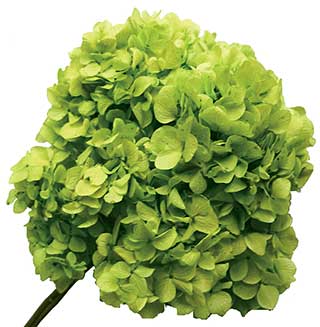 PG HYDRANGEA BASIL ***NOW AVAILABLE***