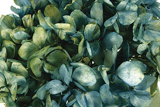 /hydrangea Supersoft Dark Blue 