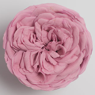 Garden Rose Pink Pin-04