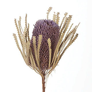Banksia Purple 