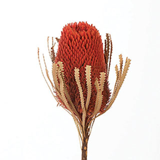 Banksia Orange ***out Of Stock***