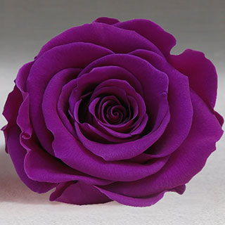 Rosehds Ef Med Purple Pur-02 ***out Of Stock***