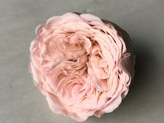 Garden Rose Pale Pink 1.5" Bic-07 