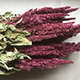 Air-dried Amaranthus Imported From Holland