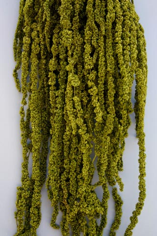 Hanging Amaranthus Lt Green ***spring Green - Call For Picture Picture Shown Is Darker Actual Color Is Prettier   ***