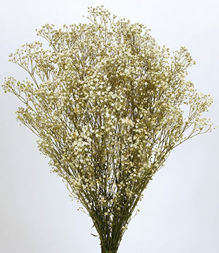 Baby's Breath Preserved