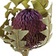 Banksia Baxteri 2 Stems/bunch