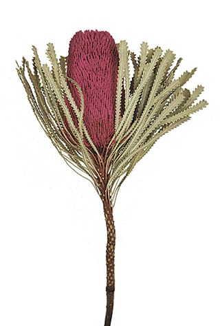 Banksia Merlot 