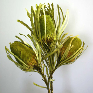 Banksia Basil 