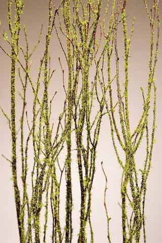 Birch Branch Mosscoat