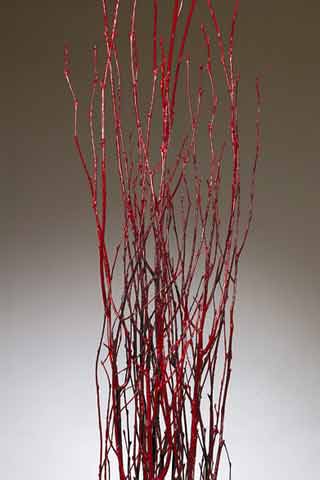 BIRCH BRANCHES FIRE RED ***SOLD OUT FOR SEASON***