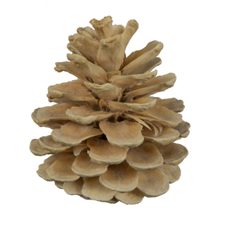 Pine Cones Bleached