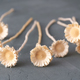 5 Stems Bleached Rosettes