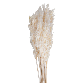 Plume Reed Bleached