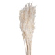 6-7 Oz Bleached Plume Reed 36