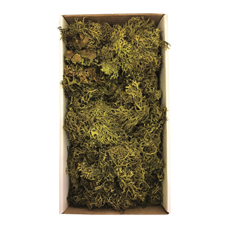 Branchy Lichen Preserved