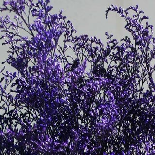 Caspia Purple 80976 