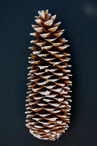 SUGAR PINE CONES WHITE TIPPED ***SOLD OUT FOR SEASON*** 