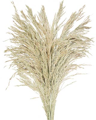Congo Grass