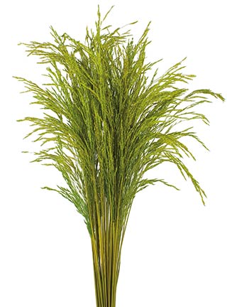 Congo Grass Green 