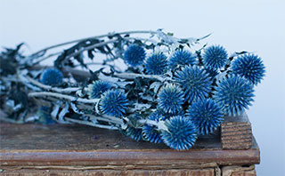 ECHINOPS PRESERVED BLUE ***OUT OF  STOCK 'TIL NEW CROP SEPT 2023***