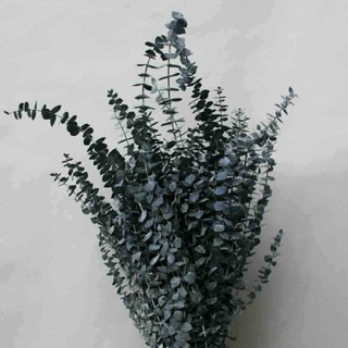 EUCALYPTUS BLUE SPIRAL ***OUT OF STOCK***