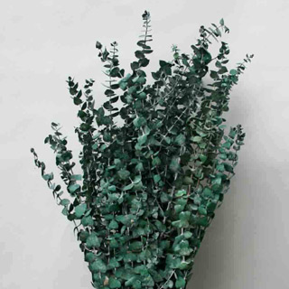 Eucalyptus Green Spiral ***out Of Stock***