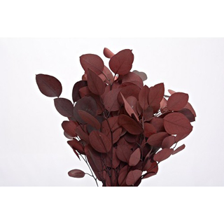 Populus Red Preserved ***out Of Stock***