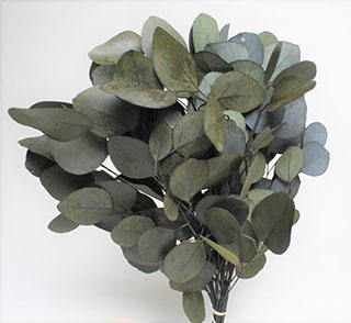Populus Eucalyptus Green Preserved ***out Of Stock***