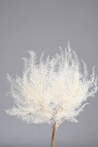 Exotic Fern Bleached